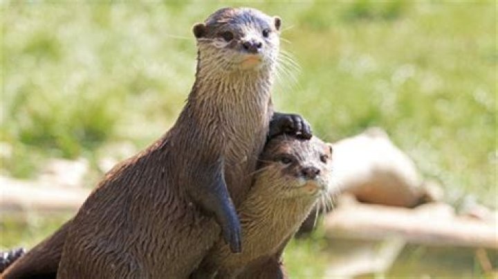Are otters friendly? – Celebrity
