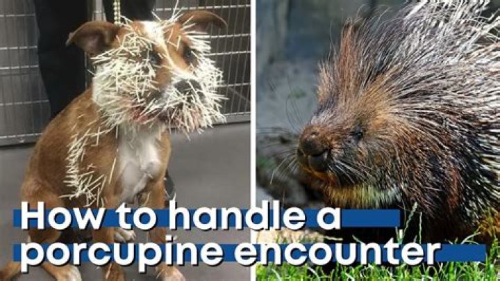 Did chance really get hit by a porcupine? – Celebrity