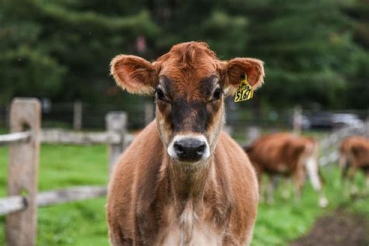 Michael Heath Dies in Maryland Farm Accident., Jersey cow Legend