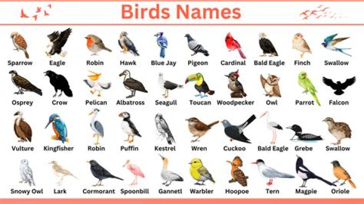 What are the birds names in Cinderella? – Celebrity