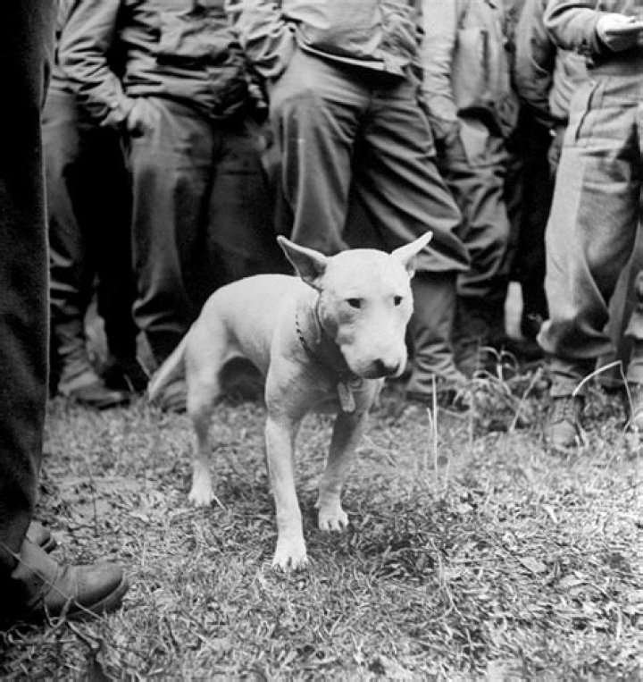 What Breed Was George Patton’S Dog? – Celebrity