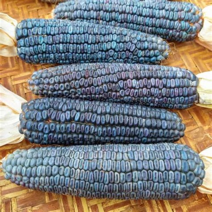 What is blue corn moon? – Celebrity