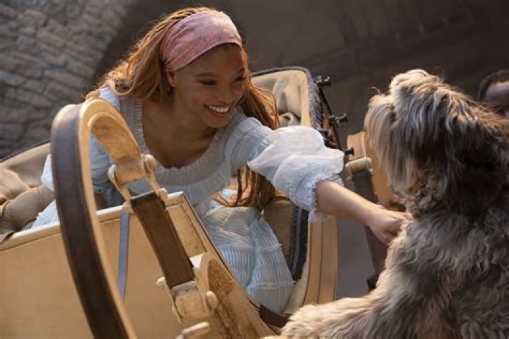 What kind of dog is Maya in Eight Below? – Celebrity