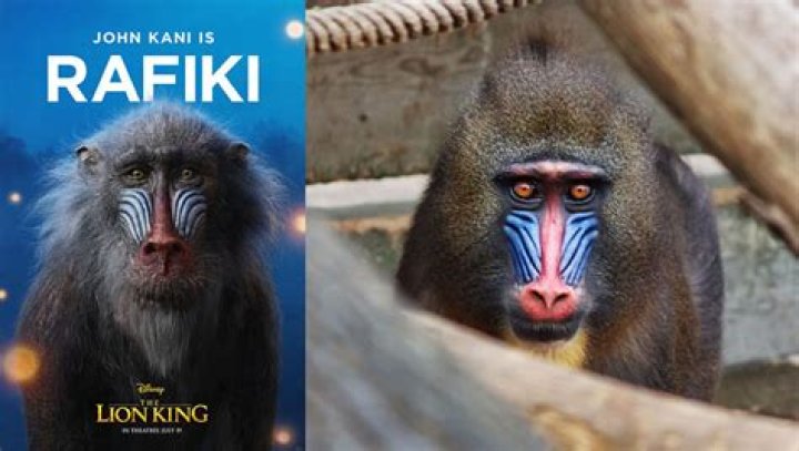 What kind of monkey is Rafiki in Lion King? – Celebrity
